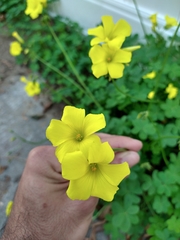 Oxalis pes-caprae