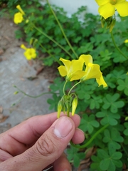 Oxalis pes-caprae