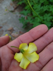 Oxalis pes-caprae