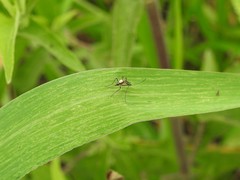 Ochlerotatus