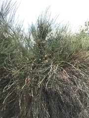 Retanilla ephedra