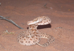 Bothrops ammodytoides