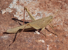 Schistocerca nitens nitens