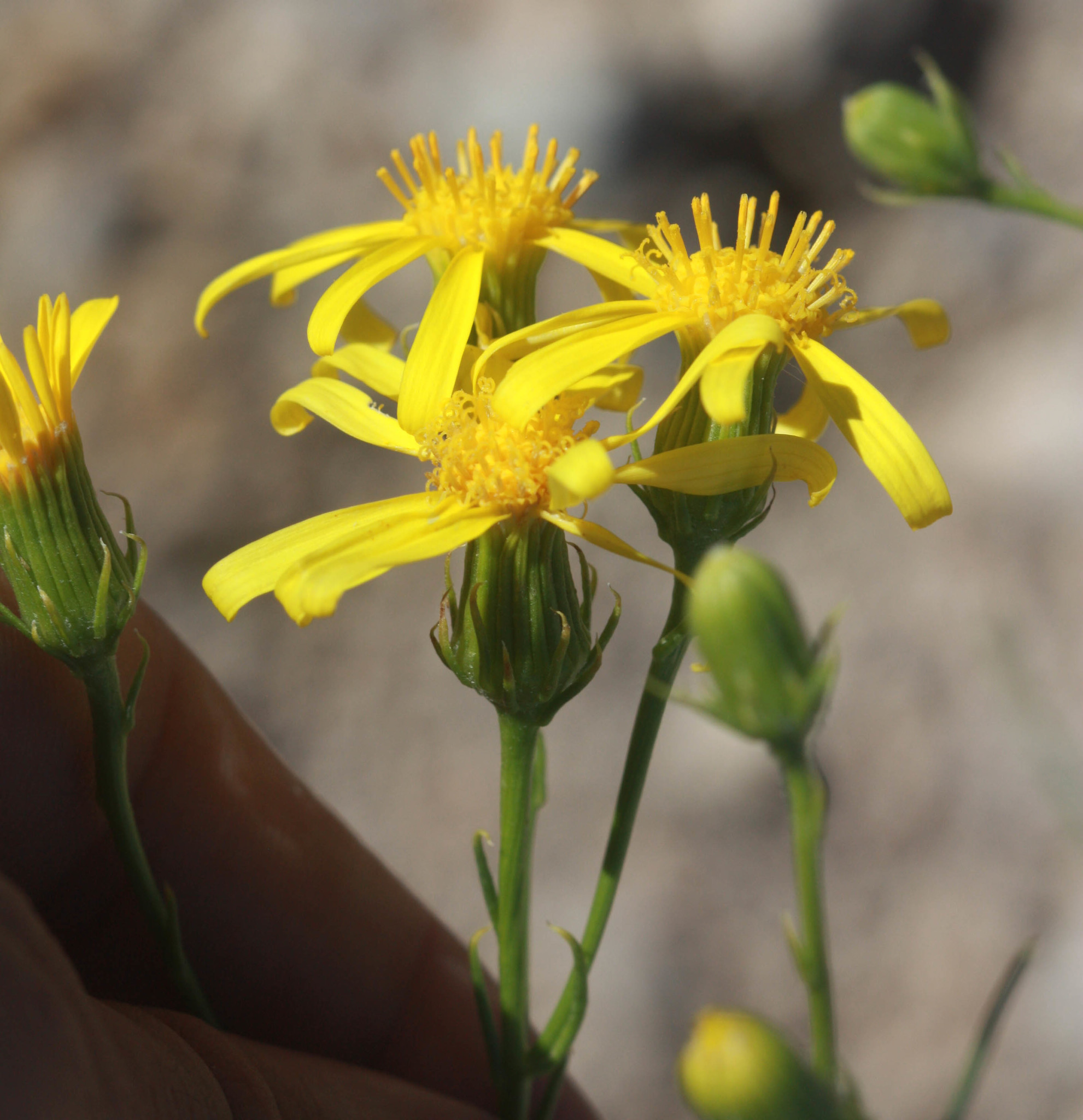 Senecio flaccidus var. monoensis