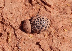 Omorgus pastillarius