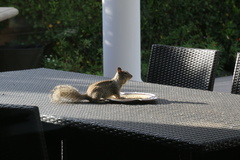 Otospermophilus beecheyi