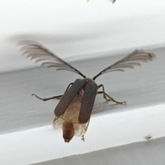 Enneaphyllus aeneipennis