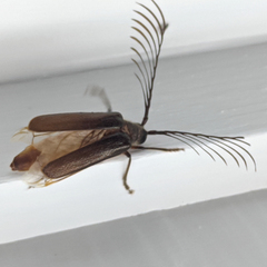 Enneaphyllus aeneipennis