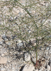 Eriogonum deflexum deflexum