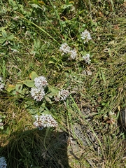 Veronica albicans