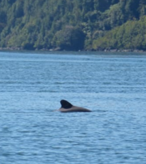 Cephalorhynchus eutropia