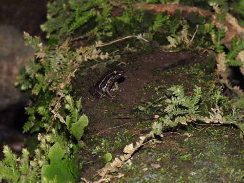 Stripe-throated Rocket Frog, Leucostethus brachistriatus