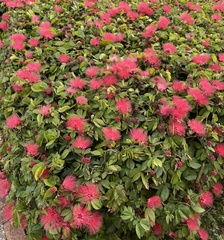 Calliandra tergemina emarginata