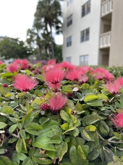 Calliandra tergemina emarginata