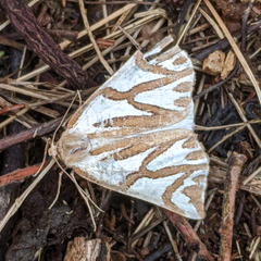 Thalaina inscripta