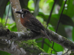 Malacoptila mystacalis