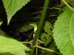 Anolis ventrimaculatus