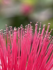 Calliandra tergemina emarginata