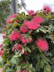 Calliandra tergemina emarginata