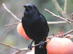 Curaeus curaeus curaeus