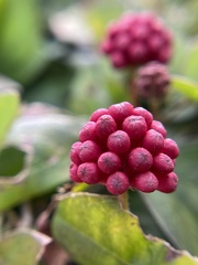 Calliandra tergemina emarginata