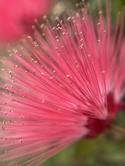 Calliandra tergemina emarginata