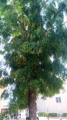 Azadirachta indica