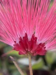 Calliandra tergemina emarginata