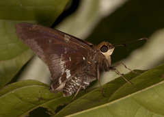 Epargyreus cruza