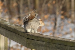 Sciurus carolinensis