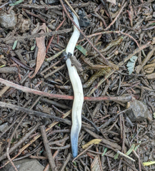 Argonemertes australiensis