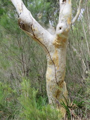 Eucalyptus racemosa