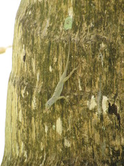 Anolis stratulus