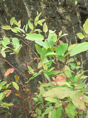 Eucalyptus paniculata