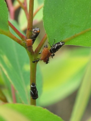 Eucalyptus paniculata