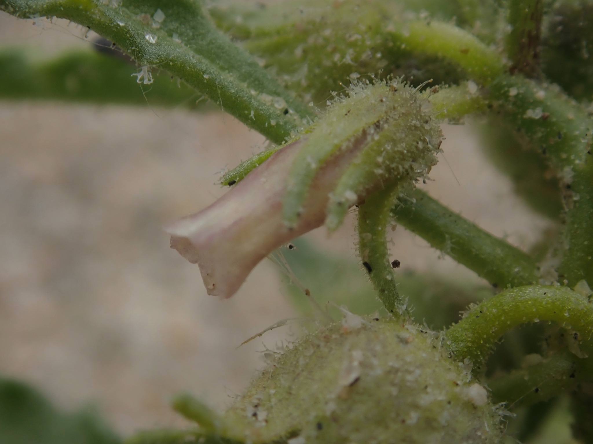 Oryctes nevadensis