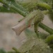 Oryctes nevadensis - Photo 由 Sophia Winitsky 所上傳的 (c) Sophia Winitsky，保留部份權利CC BY-NC