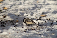 Poecile atricapillus