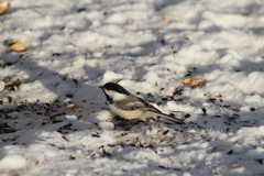 Poecile atricapillus