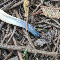 Argonemertes australiensis