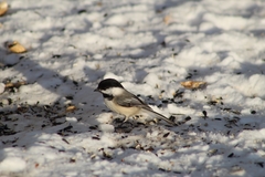 Poecile atricapillus