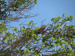 Iguana iguana
