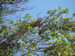 Iguana iguana