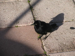 Quiscalus niger