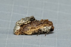 Parerastria castaneata