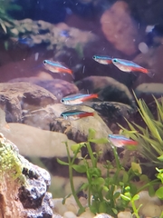 Paracheirodon innesi
