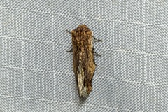 Parerastria castaneata