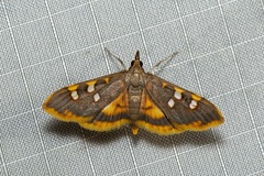 Prophantis androstigmata