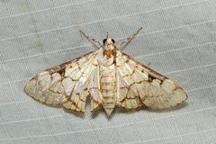 Aphytoceros lucusalis