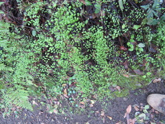 Adiantum jordanii image